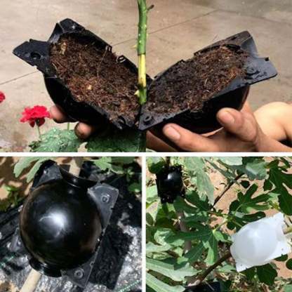 🌱Plant Root Growing Box (BUY 5 GET 3 FREE NOW)-SLOOSELYK