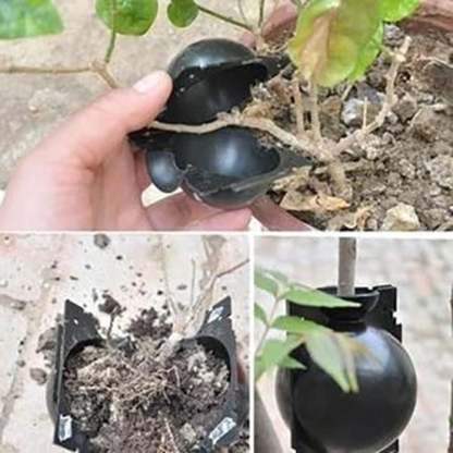 🌱Plant Root Growing Box (BUY 5 GET 3 FREE NOW)-SLOOSELYK