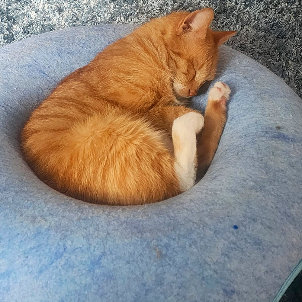 Orange cat sleeping curled up on a blue cushion.