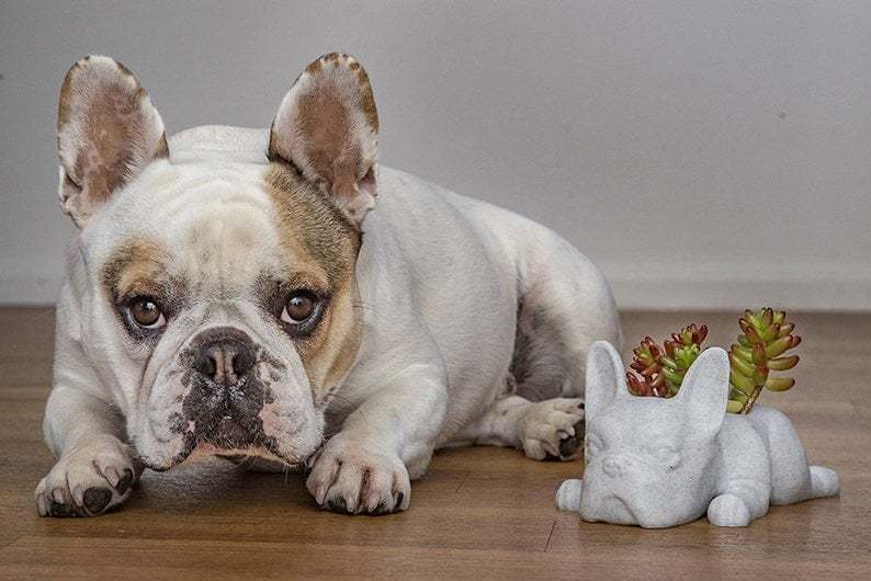 French Bulldog Planter-French Bulldog Gifts-SLOOSELYK
