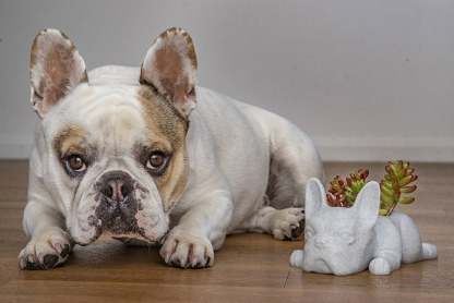 French Bulldog Planter-French Bulldog Gifts-SLOOSELYK