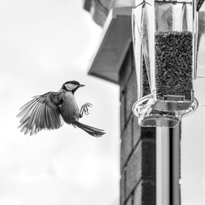 🐦2024 New Year Sale💝 Arch Window Bird Feeder🏠-SLOOSELYK