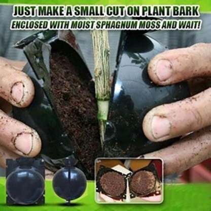 🌱Plant Root Growing Box (BUY 5 GET 3 FREE NOW)-SLOOSELYK