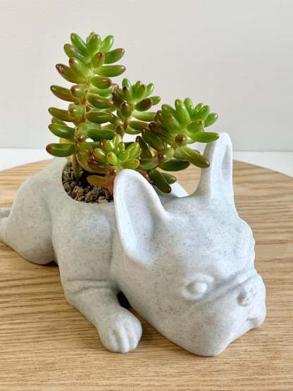 French Bulldog Planter-French Bulldog Gifts-SLOOSELYK