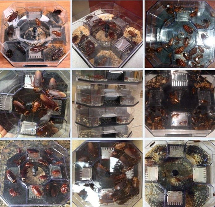Reusable Cockroach Catcher Trap-SLOOSELYK