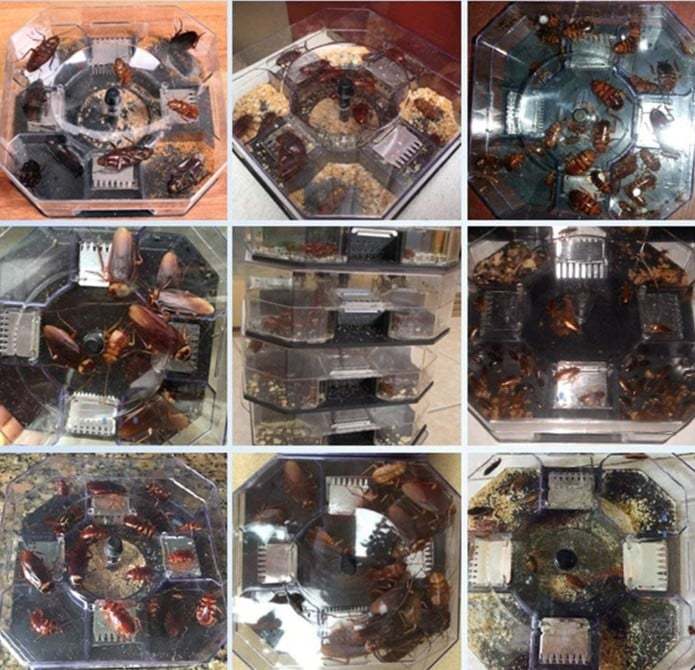 Reusable Cockroach Catcher Trap-SLOOSELYK