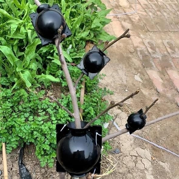 🌱Plant Root Growing Box (BUY 5 GET 3 FREE NOW)-SLOOSELYK