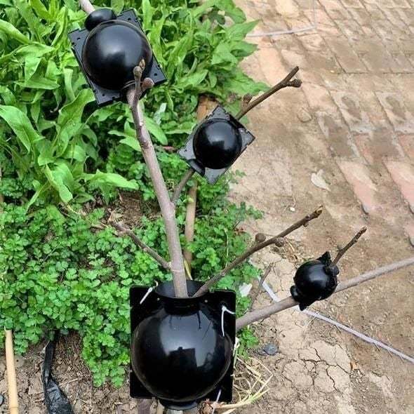 🌱Plant Root Growing Box (BUY 5 GET 3 FREE NOW)-SLOOSELYK