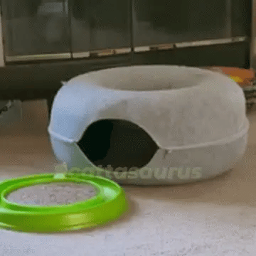 Cat plays energetically with a toy ball near a grey pet bed.