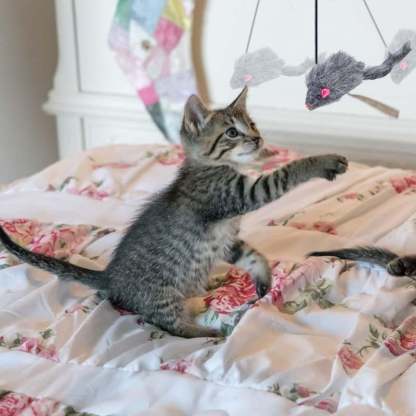 48% OFF-Hanging Door Bouncing Mouse Cat Toy,BUY 3 GET 4 FREE (7 PCS & FREE SHIPPING)-SLOOSELYK