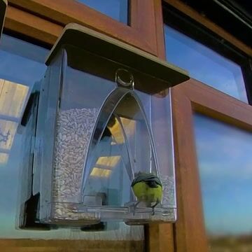 🐦2024 New Year Sale💝 Arch Window Bird Feeder🏠-SLOOSELYK