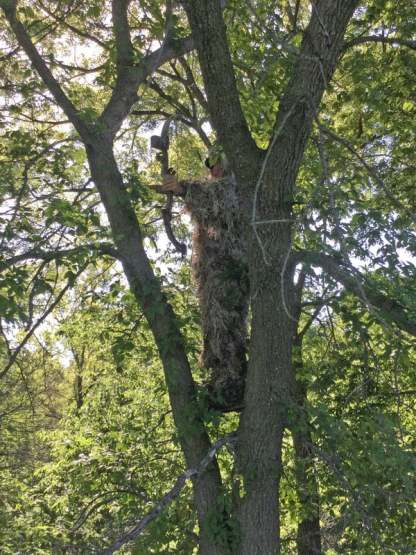 Apex Predator Tree Stand