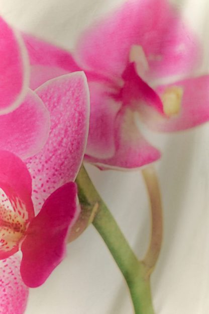 Pink Orchid Flower Tapestry - Pink