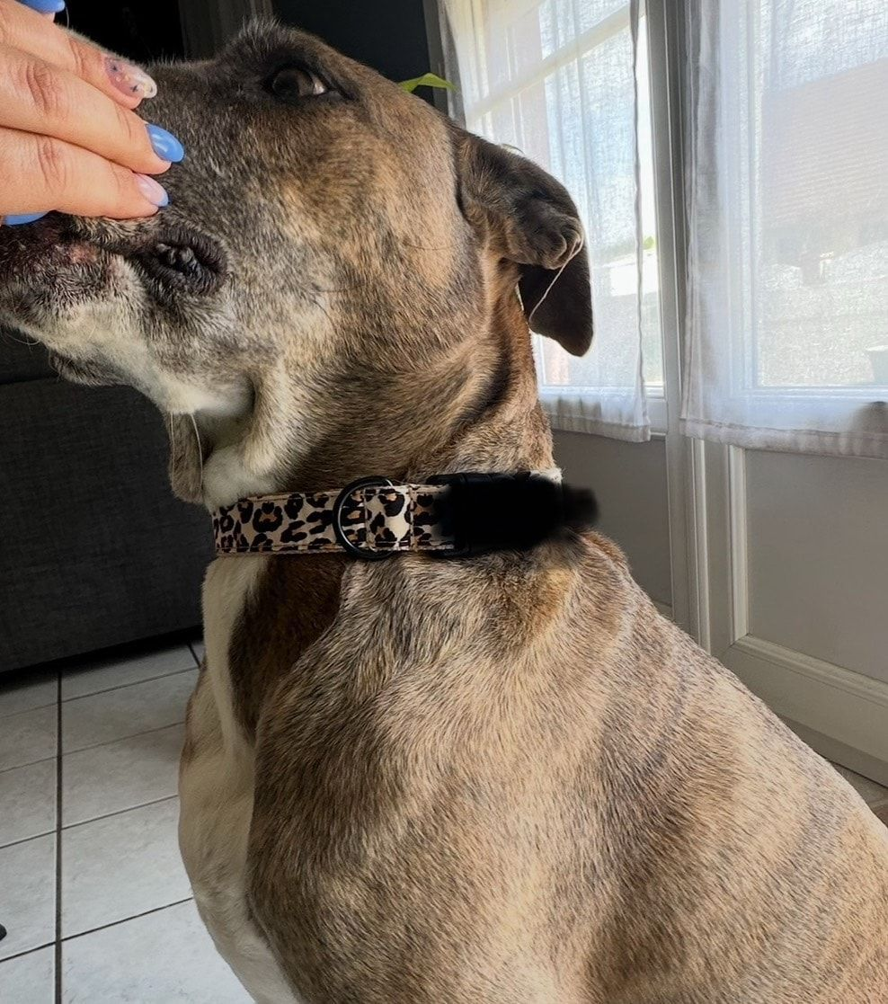 Personalized Leopard Print Dog Collar – Custom Engraving & Adjustable Fit