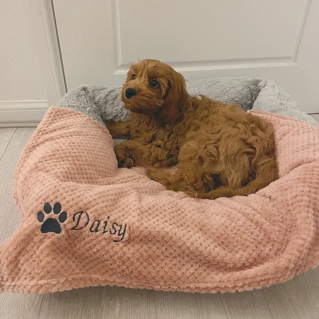 Personalized Warm Pet Blanket, Soft Customizable Blanket for Dogs and Cats | Cozy and Comfy Pet Blanket