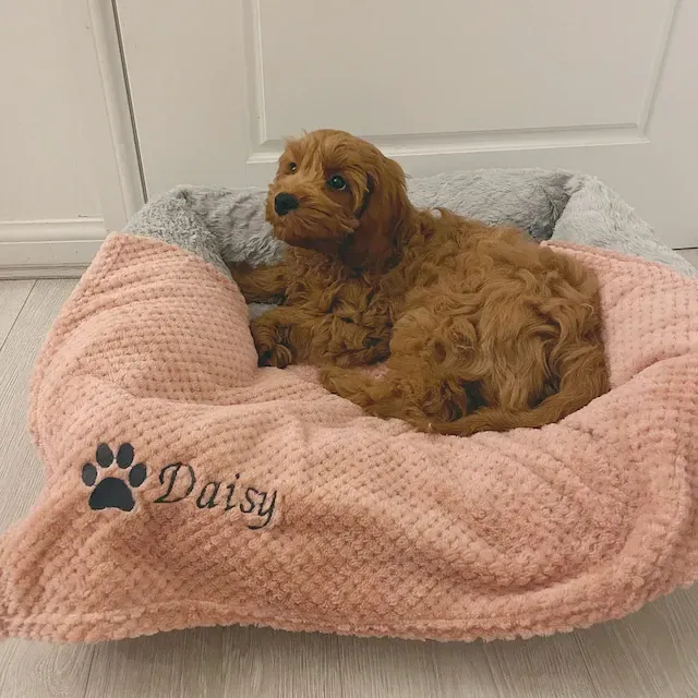 Personalized Warm Pet Blanket, Soft Customizable Blanket for Dogs and Cats | Cozy and Comfy Pet Blanket