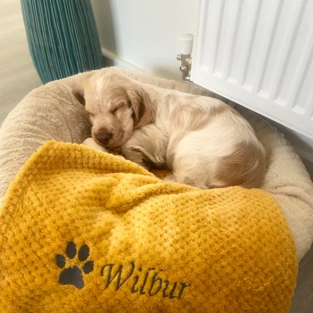Personalized Warm Pet Blanket, Soft Customizable Blanket for Dogs and Cats | Cozy and Comfy Pet Blanket