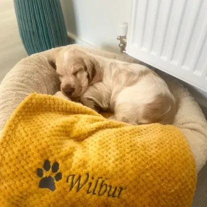Personalized Warm Pet Blanket, Soft Customizable Blanket for Dogs and Cats | Cozy and Comfy Pet Blanket