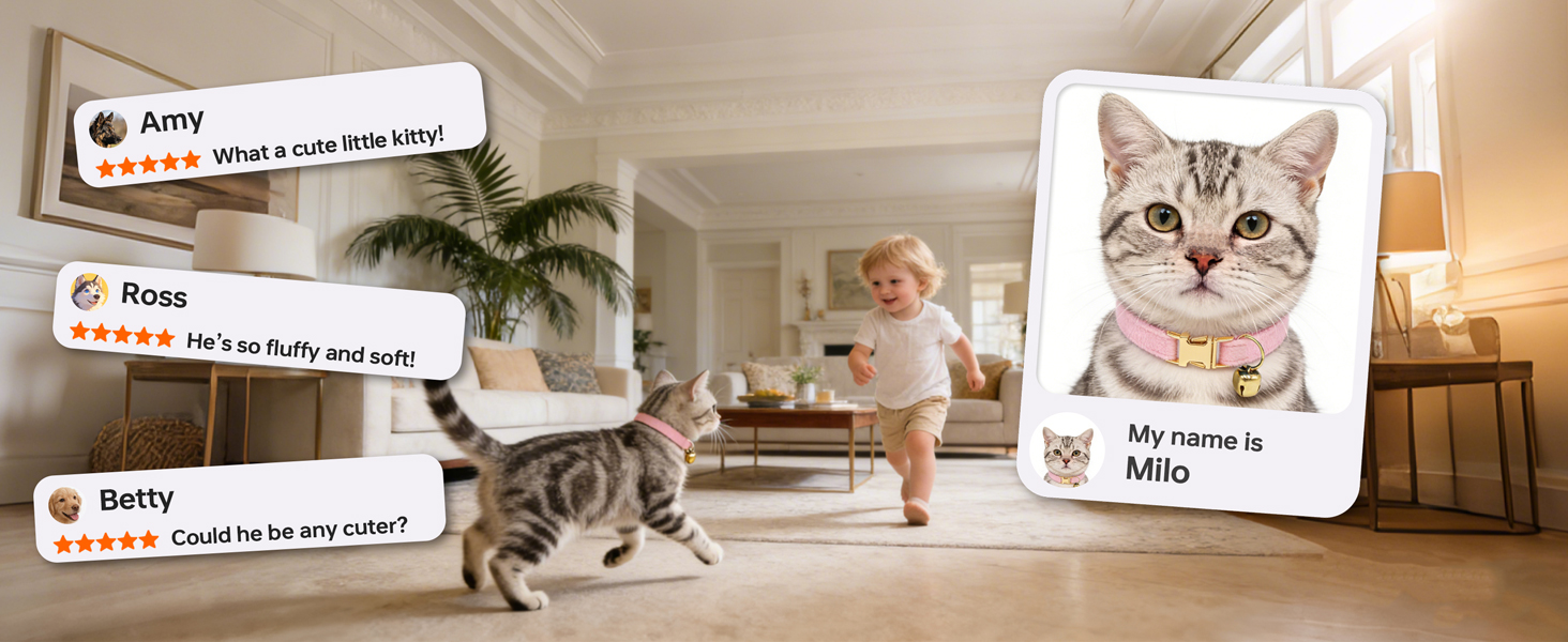 Fashion Style for your cat