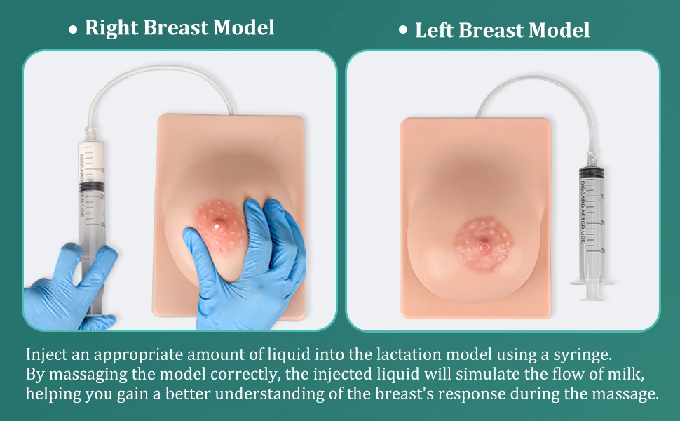 Lactation Breast Models