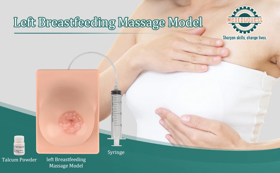 Lactation Breast Models