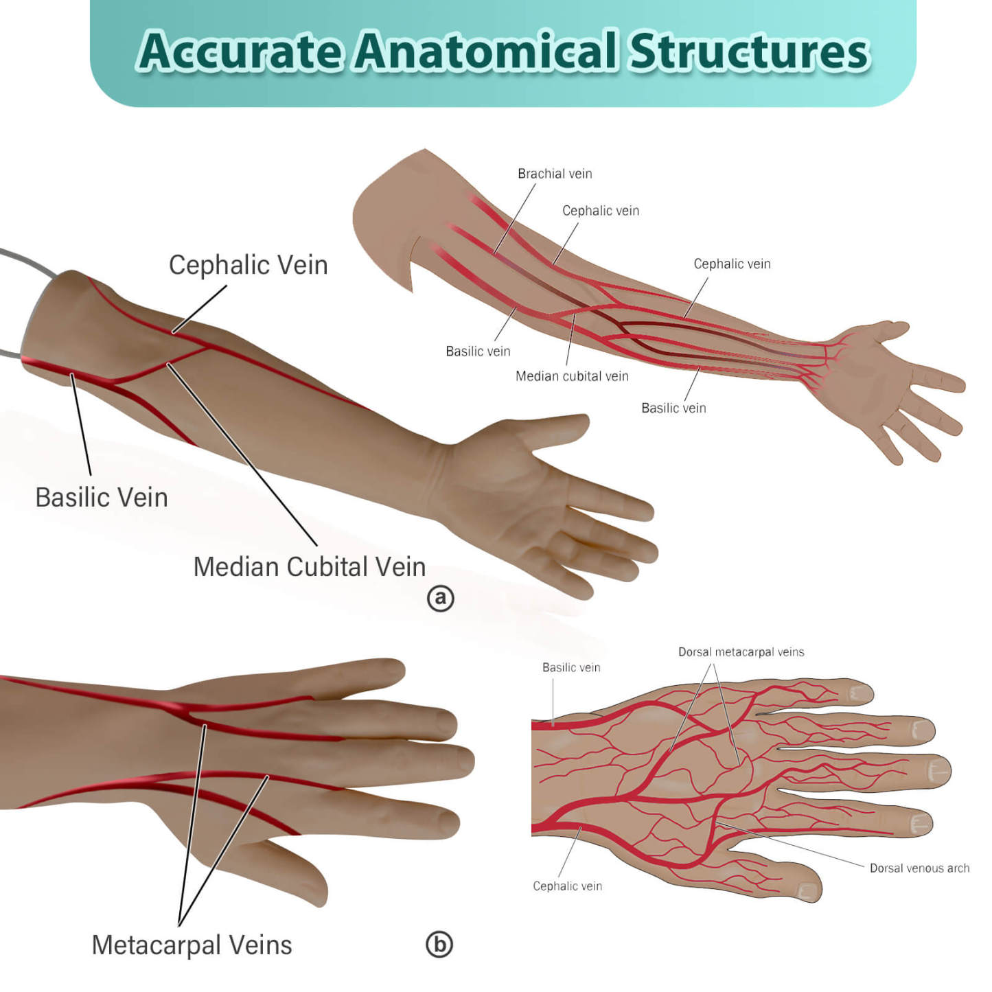 venipuncture practice arm kit
