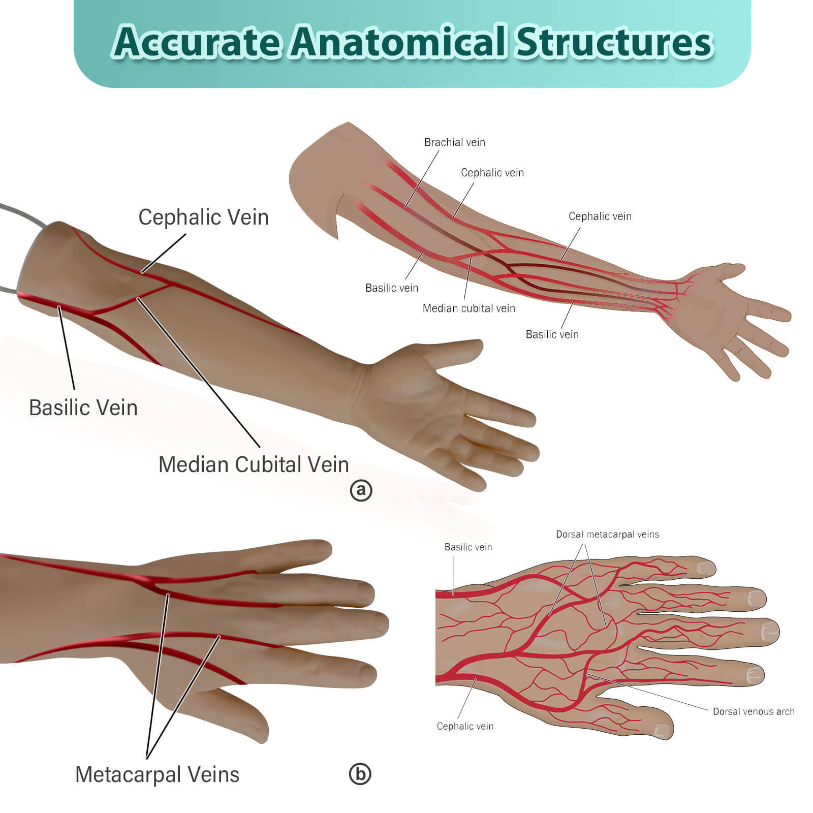 venipuncture practice arm kit