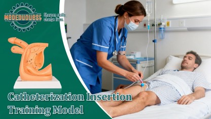 Male Catheterization Model with Labeled Structures