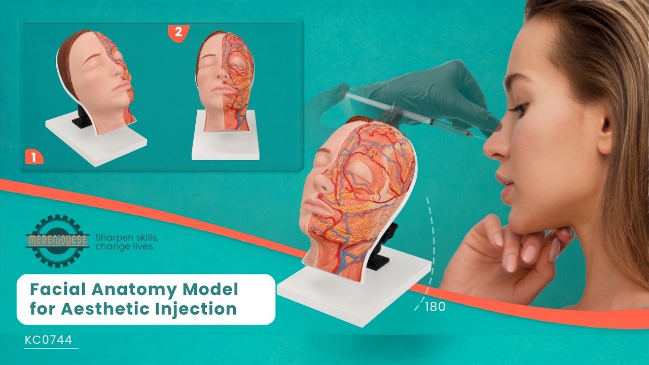 Facial Anatomy Model for Aesthetic Injection Training