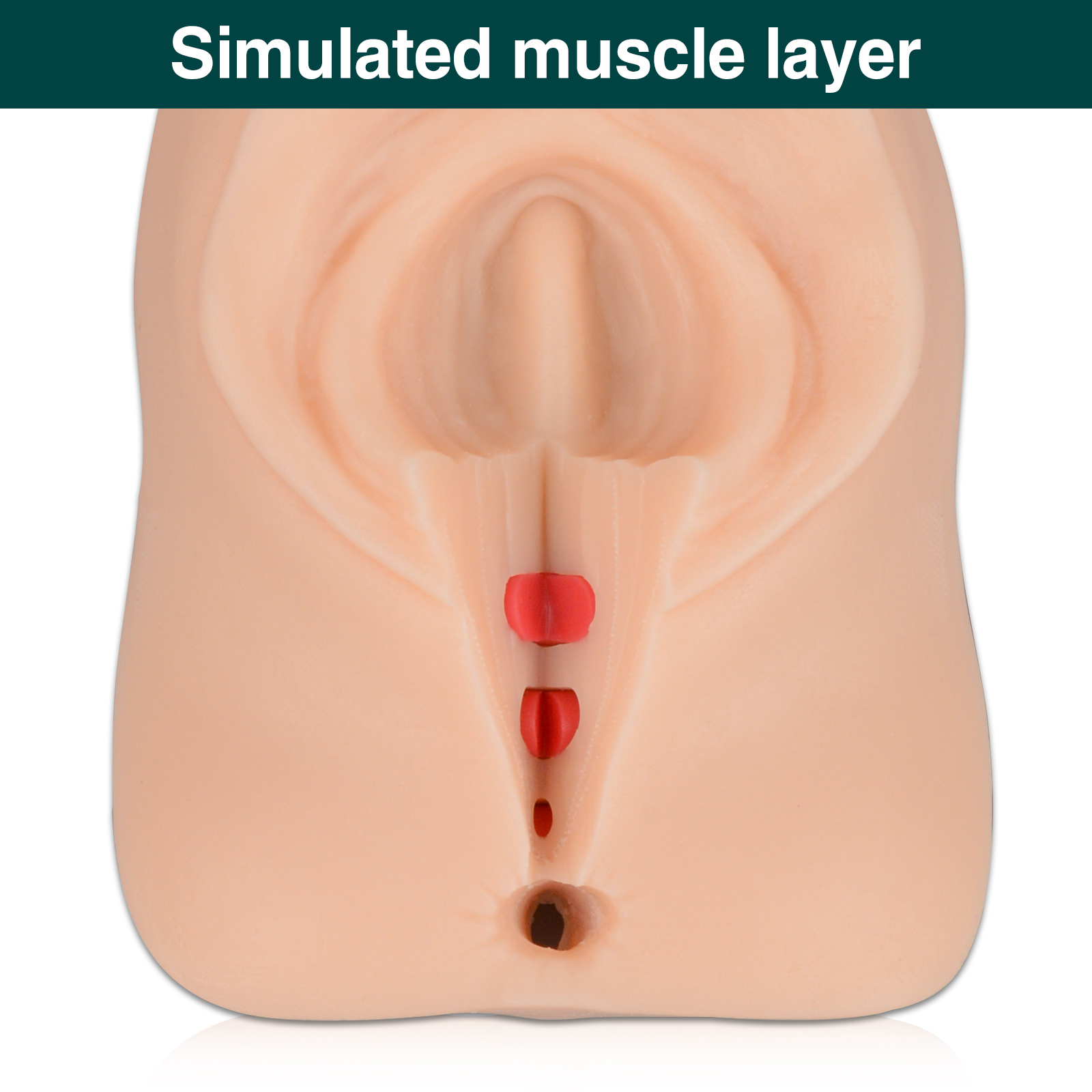 Episiotomy and Suturing Simulator