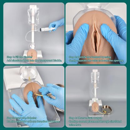 Geriatric Female Catheterization Trainer