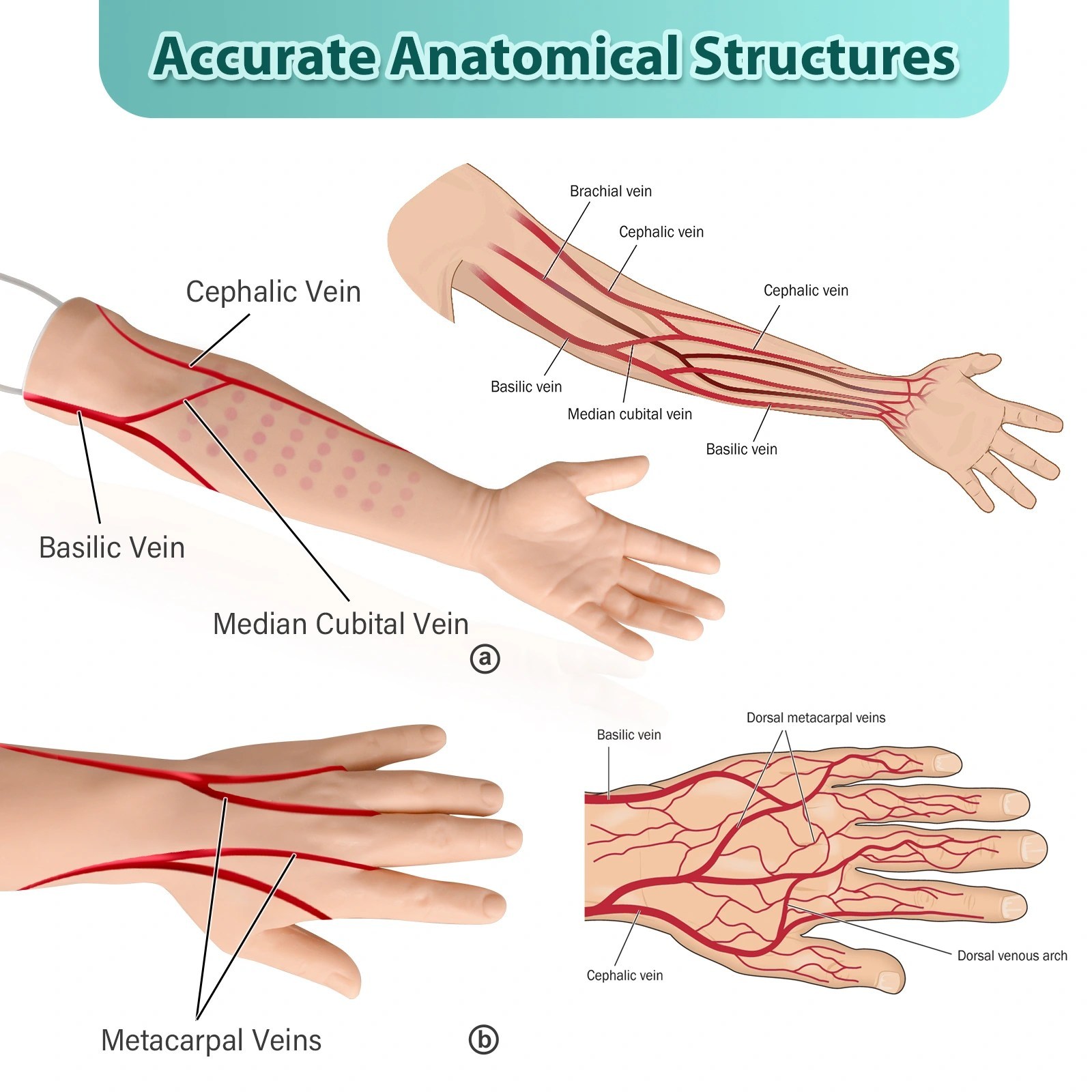 Intravenous Practice Arm accurate anatomical structures