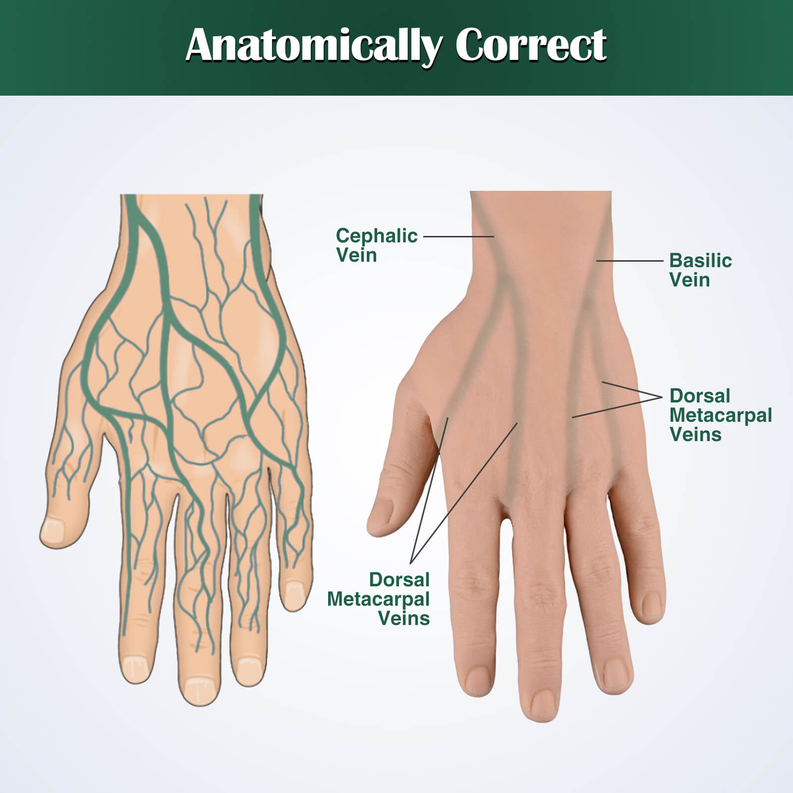 Venipuncture and IV Practice Hand Kit, Adult