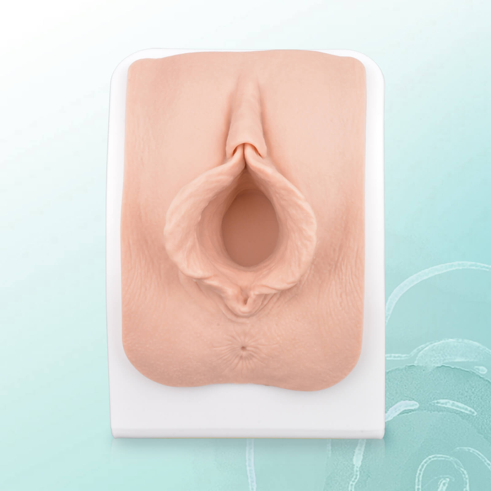Labiaplasty Surgical Training Model