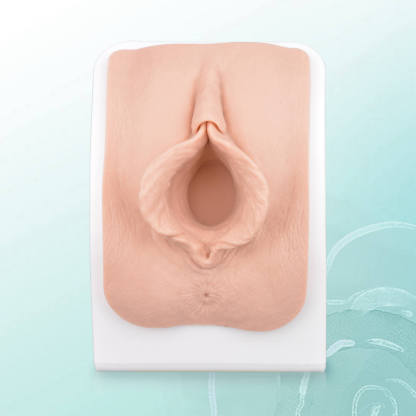 Labiaplasty Surgical Training Model