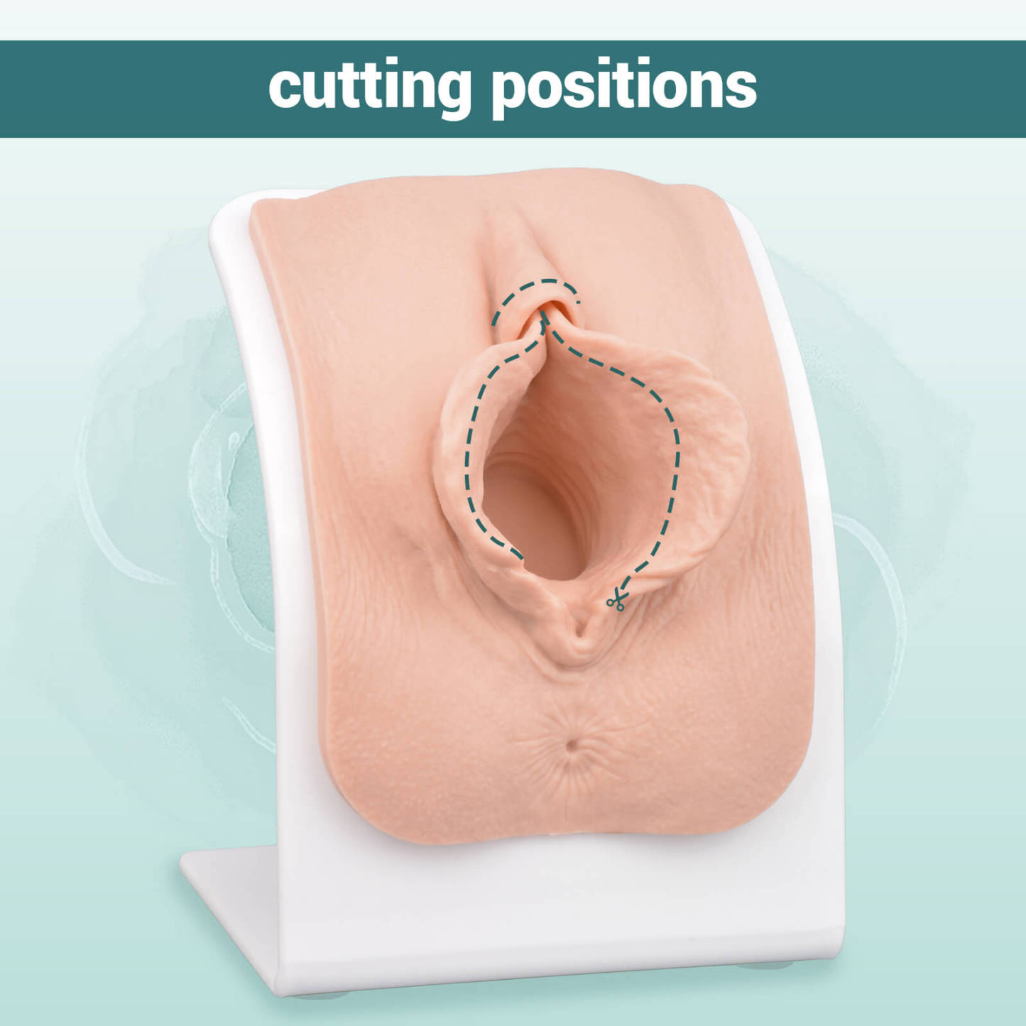 Labiaplasty Training Model with Base for Labia Repair and Vaginal Suturing Practice