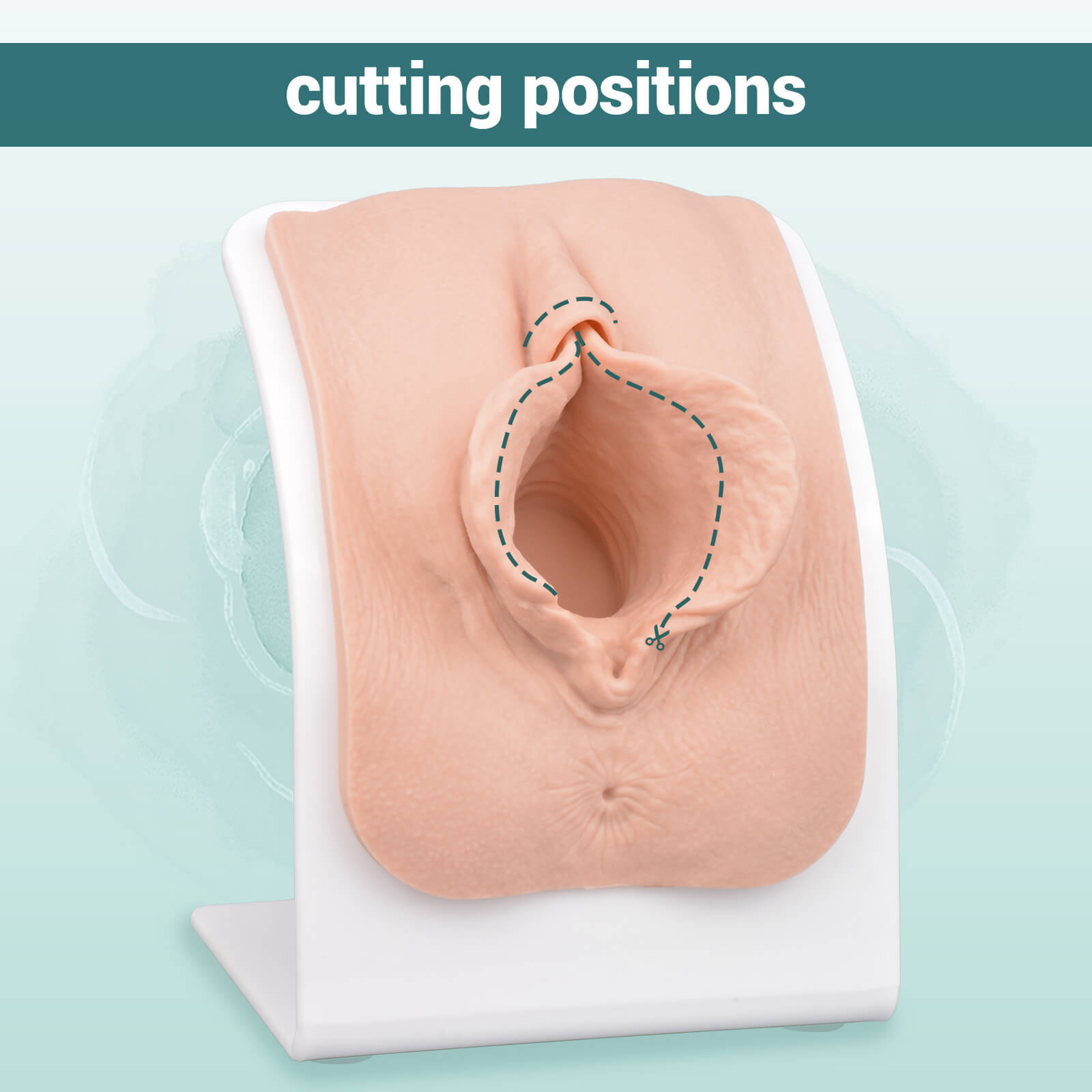 Labiaplasty Training Model with Base for Labia Repair and Vaginal Suturing Practice