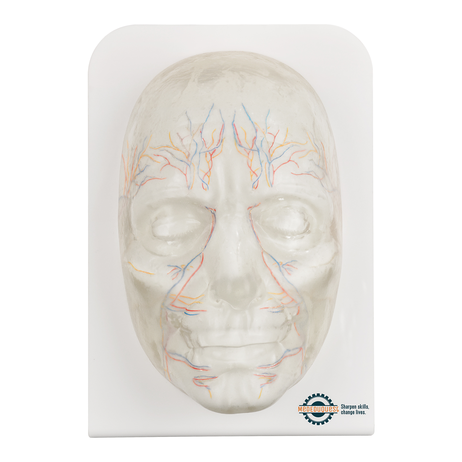 transparent full face injection mannequin