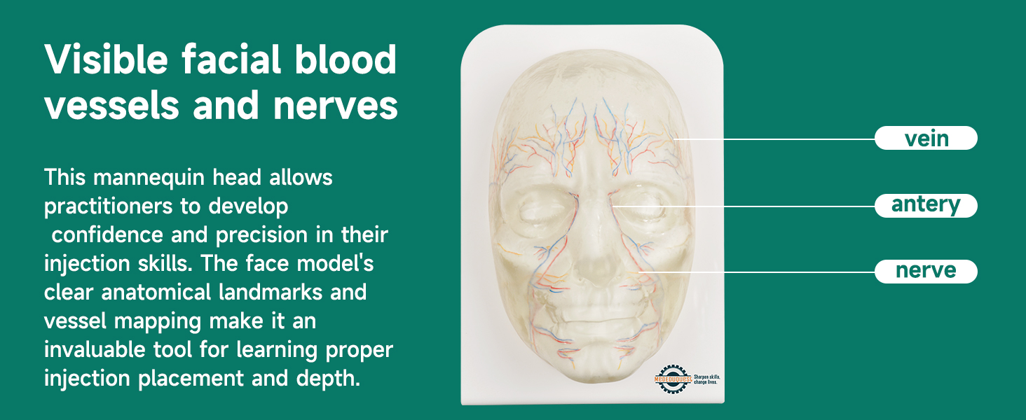 Transparent Full Face Injection Model with Removable Skin