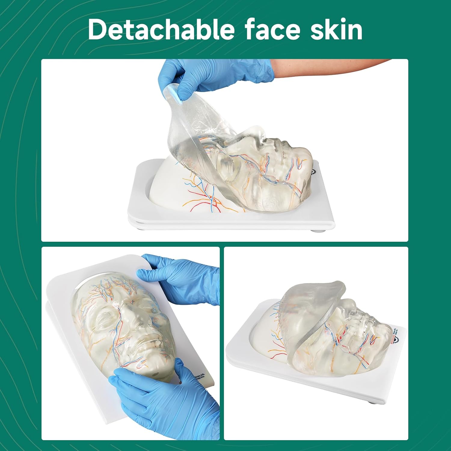 Transparent Full Face Injection Model with Removable Skin (Vessels & Nerves)