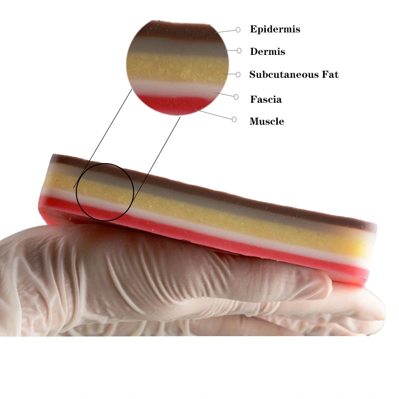 Modèle D'entraînement Suture En Silicone - Peau à Plusieurs Couches Pour Pratique Injections | Matériel Médical