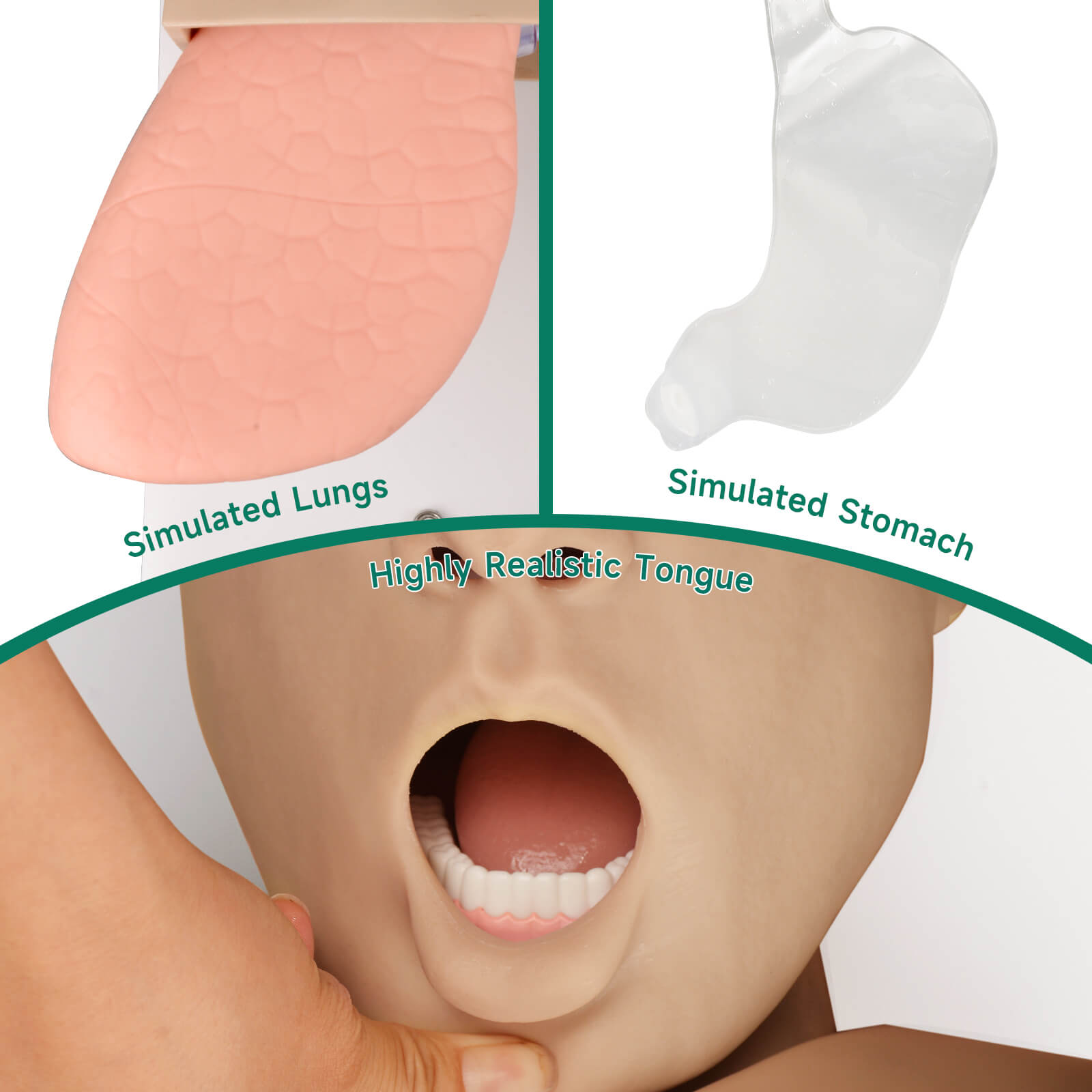 Advanced Adult Airway Management Manikin  with Highly Realistic Lungs, Stomach, Tongue