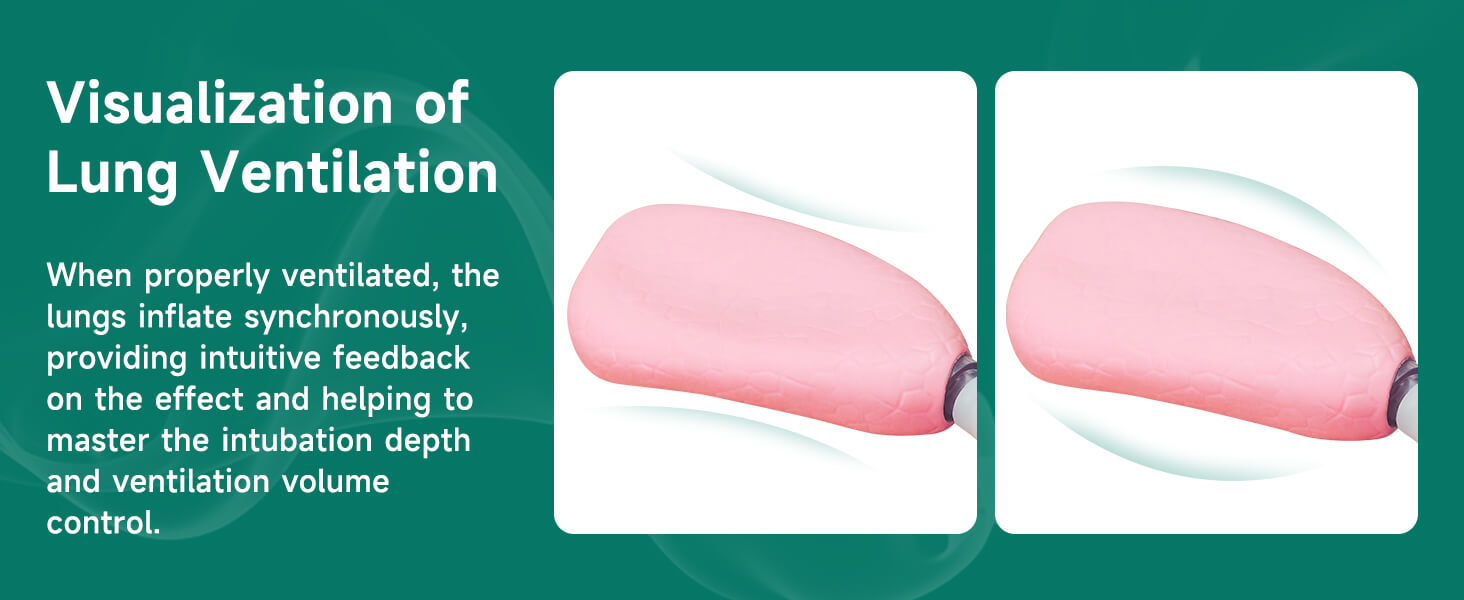 Advanced Airway Management Manikin