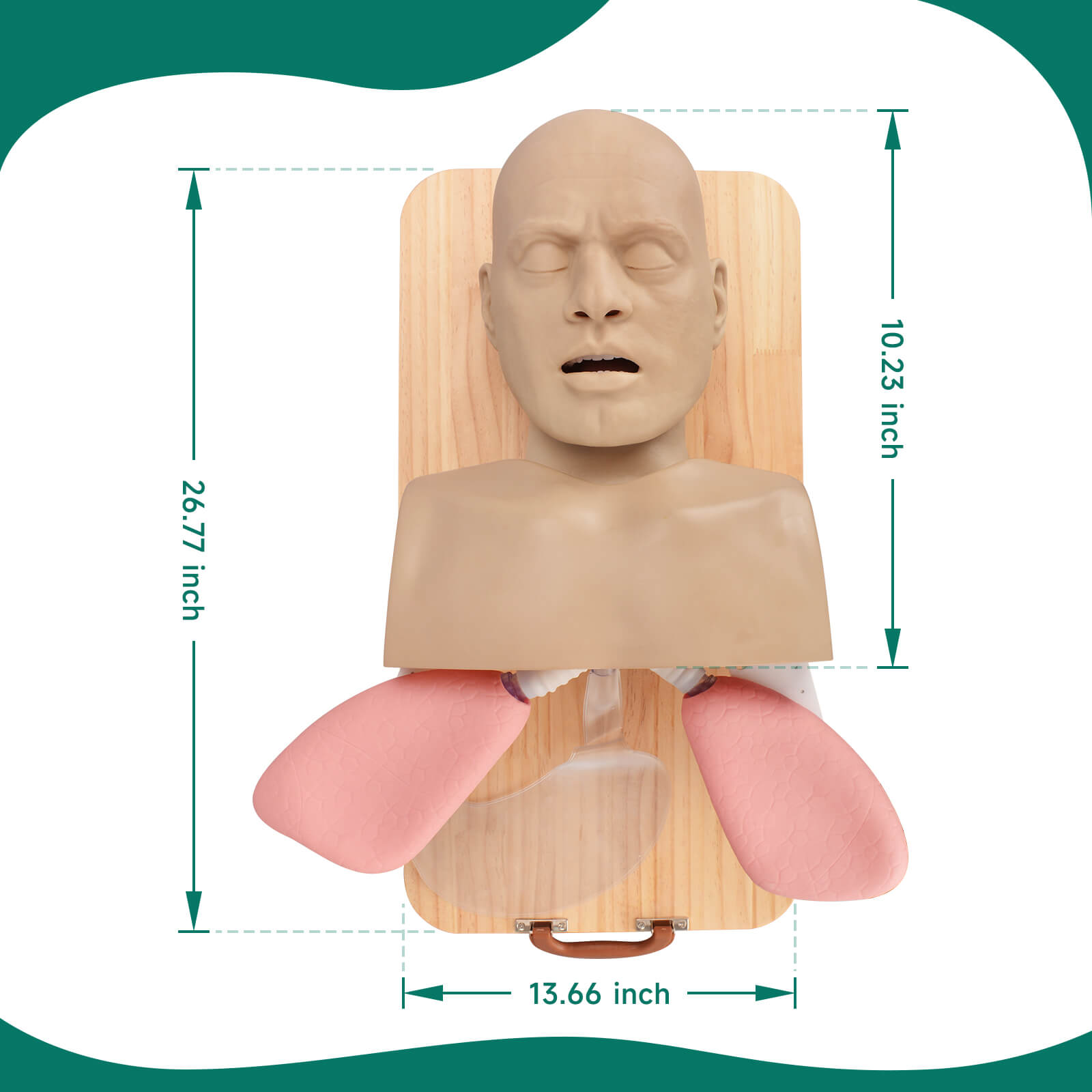 Advanced Adult Intubation Manikin with Full Airway Management System