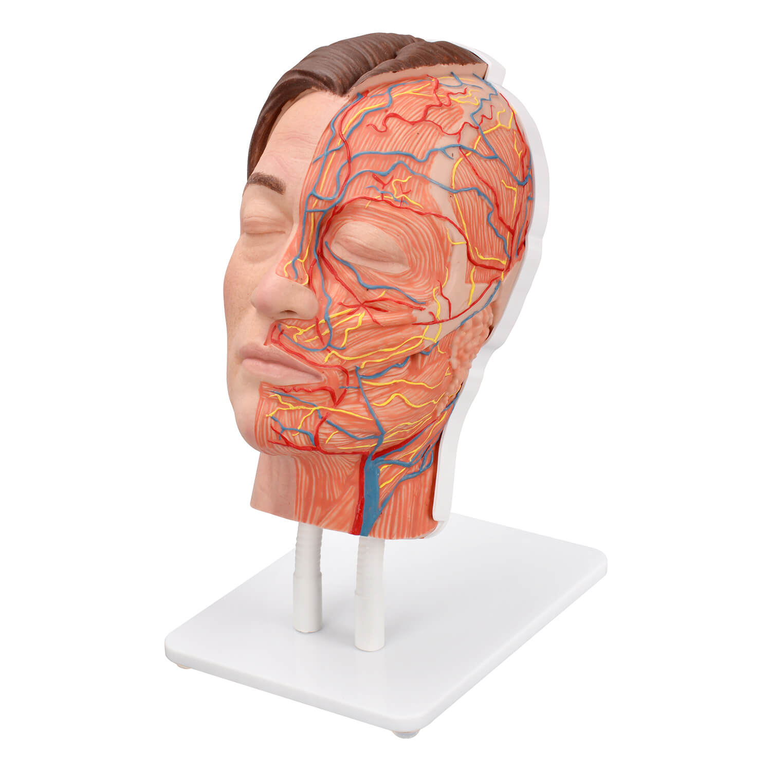 Dual-sided facial model combining injection practice and anatomical demonstration