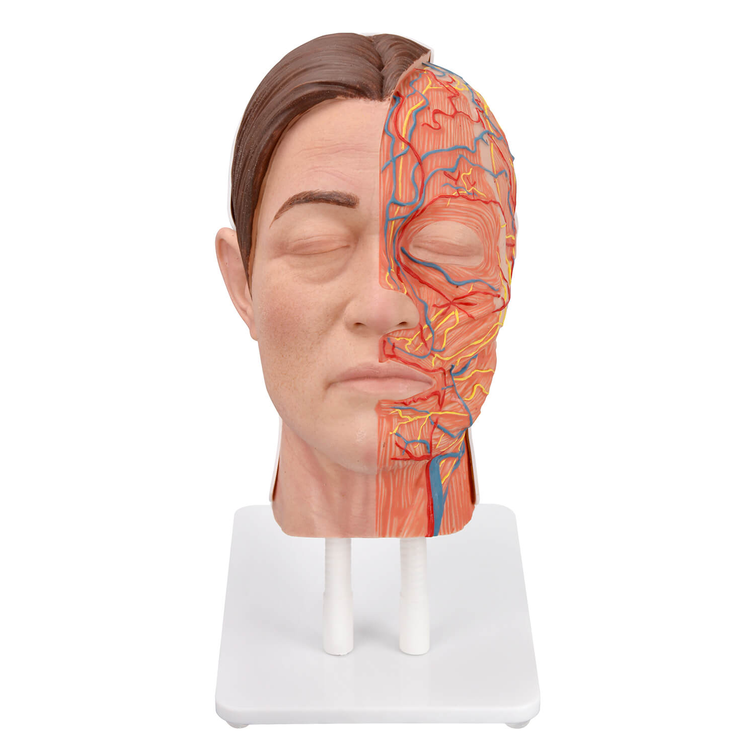 Facial injection anatomy model with Asian female silicone face and exposed facial anatomy



