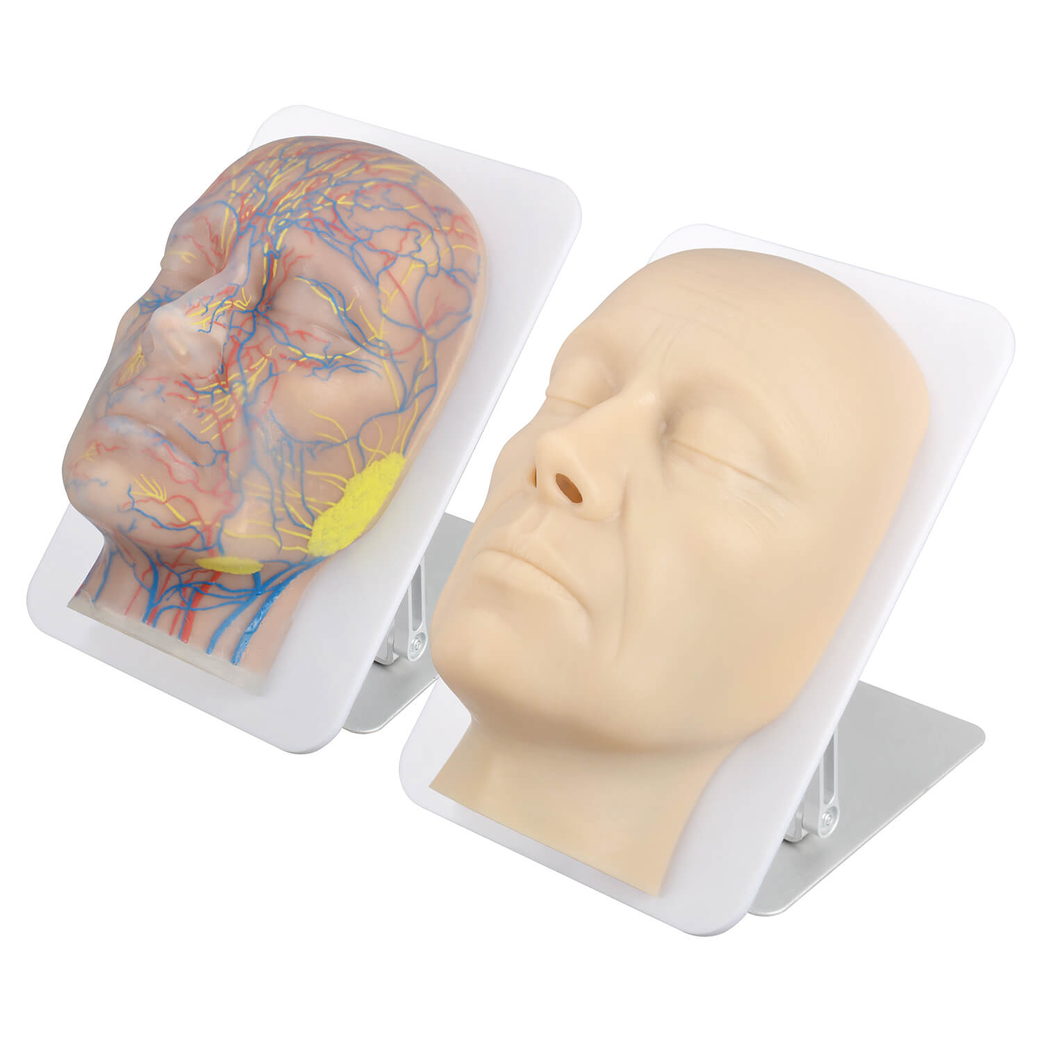 Layered Aesthetic Injection Training Head