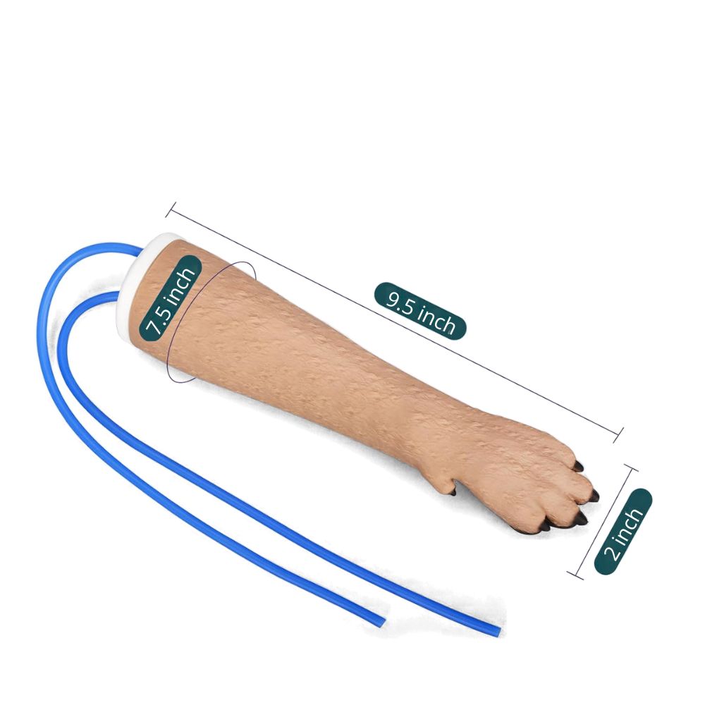 IV injection practice on canine forelimb model