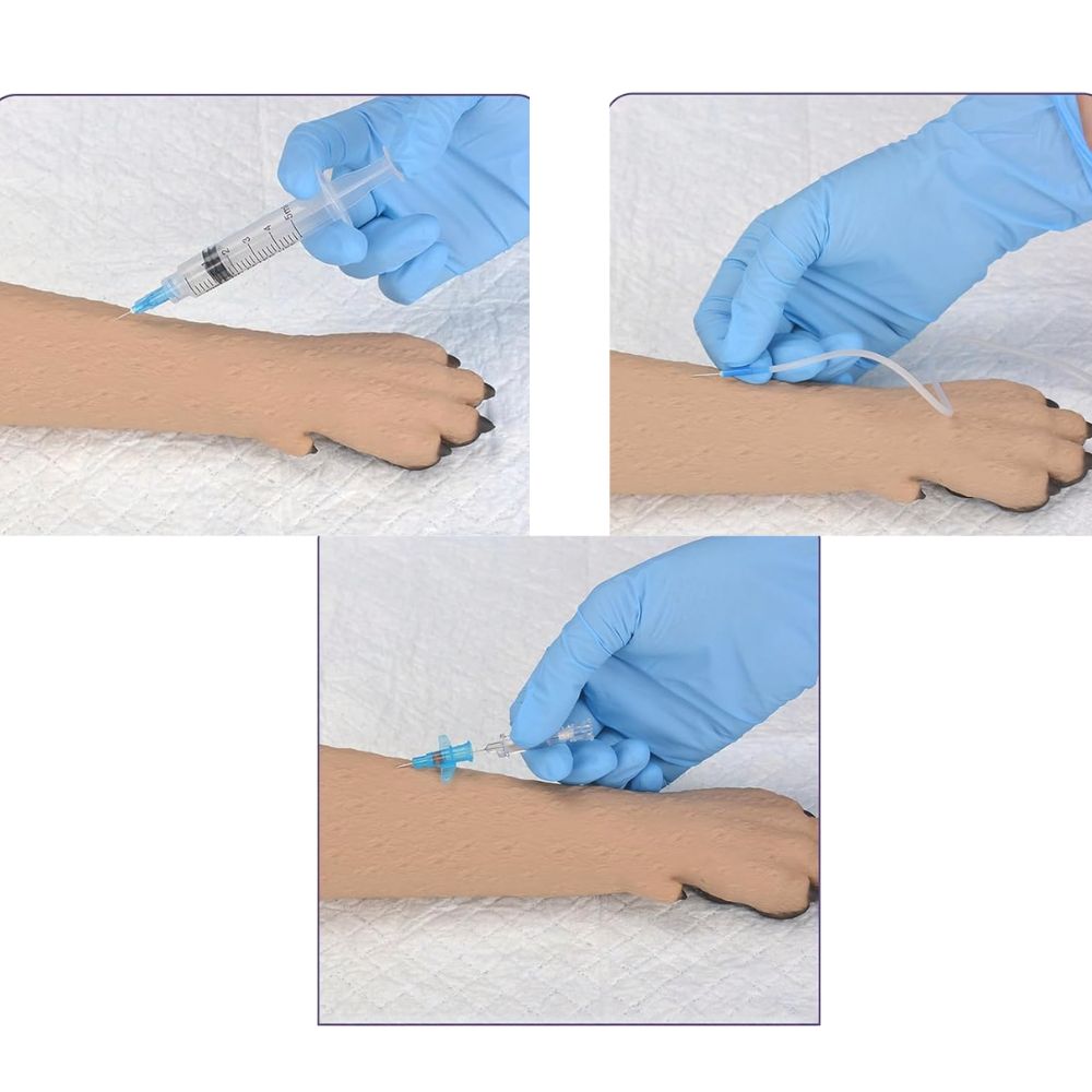 Canine forelimb model for IV injection practice