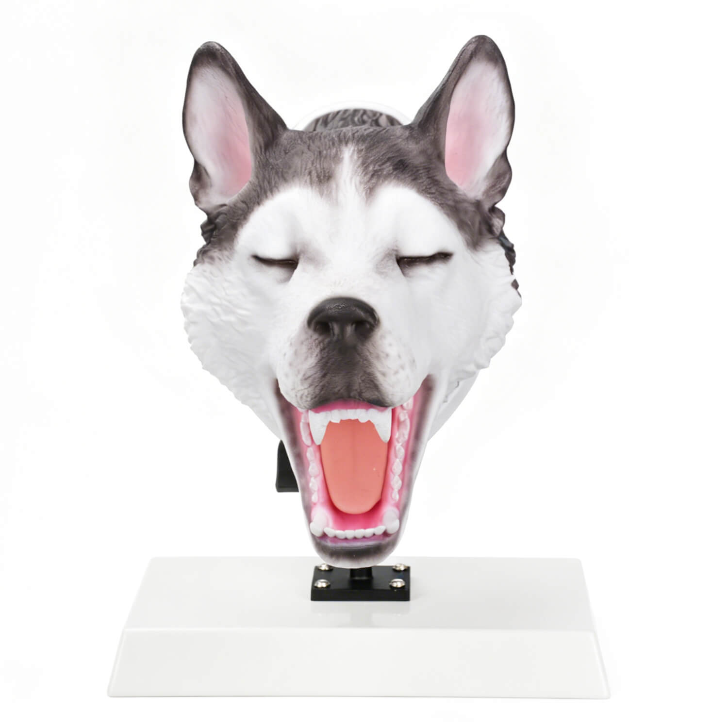 Canine airway intubation training model